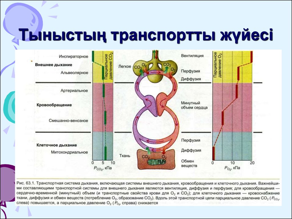 Диффузия в дыхании