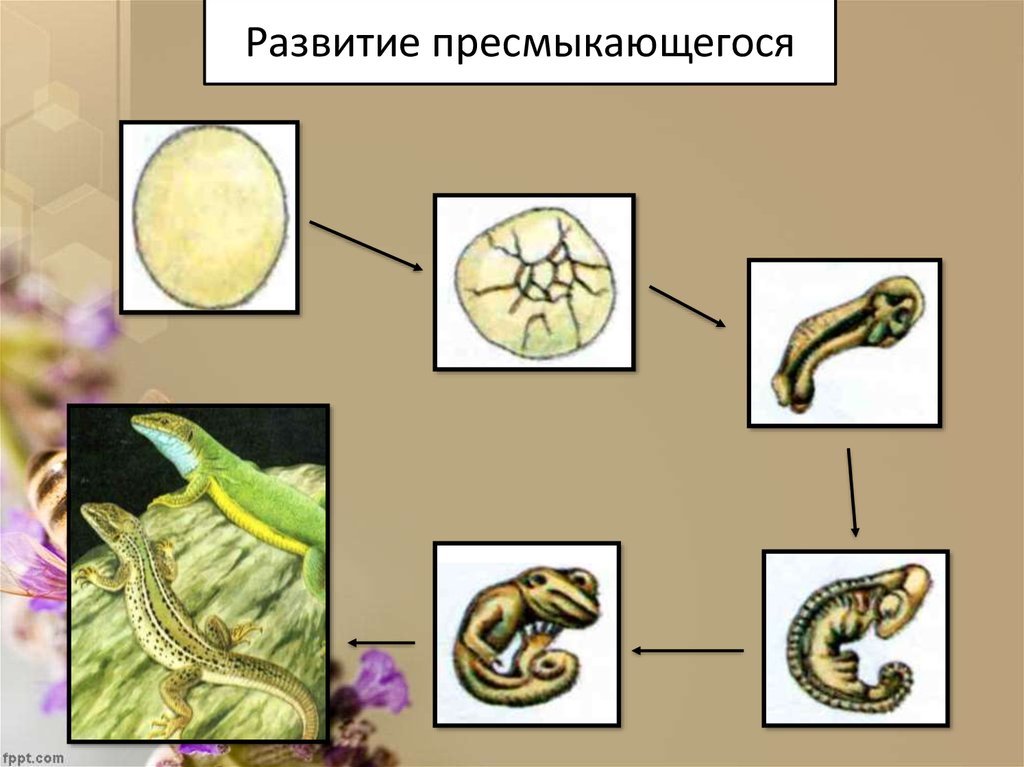 Как развиваются пресмыкающиеся. Этапы развития пресмыкающихся. Стадии развития пресмыкающихся. Онтогенез рептилий. Развитие пресмыкающихся схема.