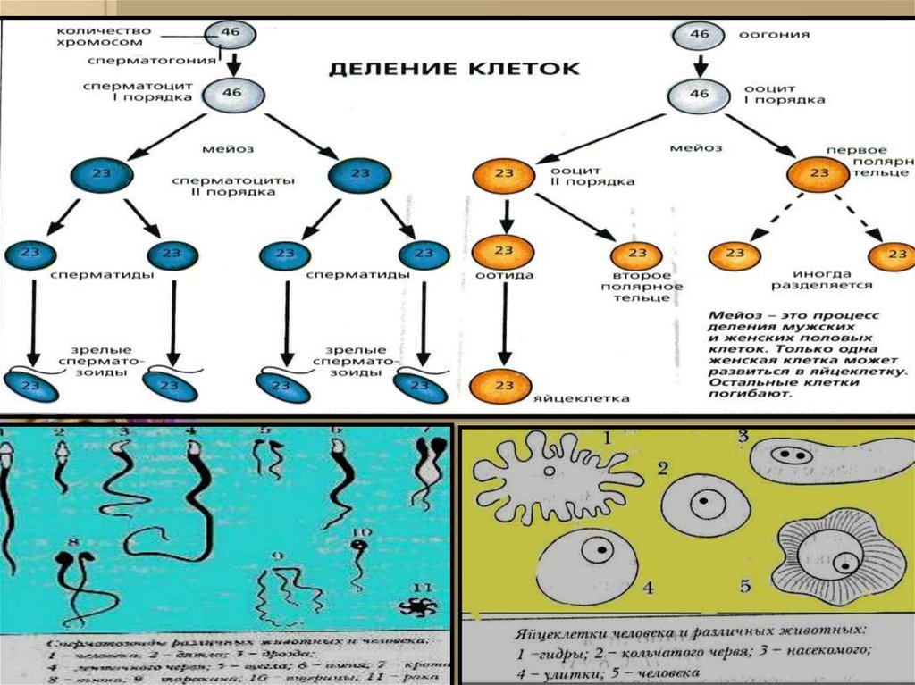 Моторный онтогенез что это