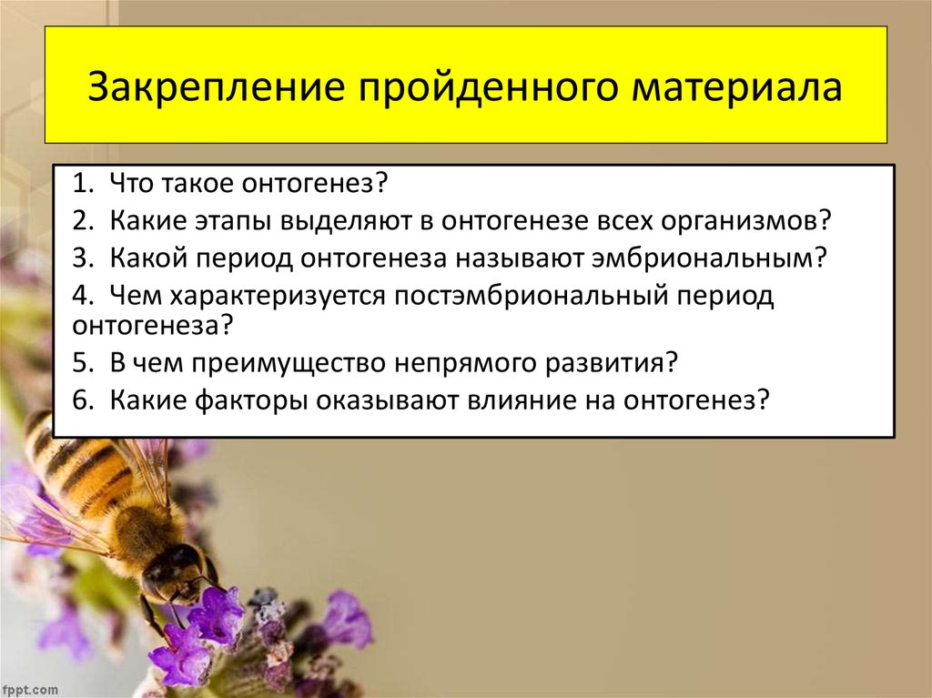 Какие этапы выделяют