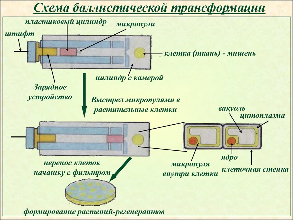 Наличие т. Метод биобаллистической трансформации. Биобаллистический метод трансформации растений. Баллистический метод трансформации. Баллистическая трансформация растений.