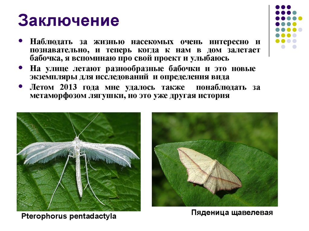 Жизнь насекомых весной. Метаморфоз бабочки. Изменения в жизни насекомых летом. Что интересного можно наблюдать весной в жизни насекомых. Проект метаморфоз бабочек.