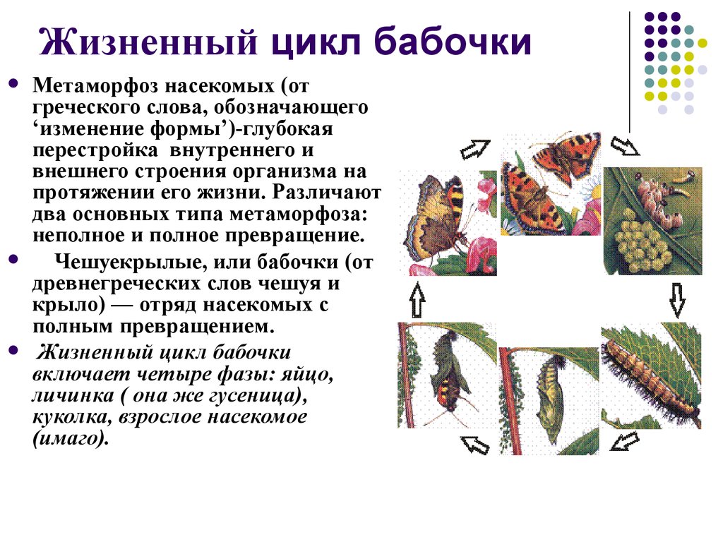 Развитие бабочки схема. Цикл развития насекомых бабочки. Жизненный цикл превращения бабочки. Цикл развития бабочки схема. Жизненный цикл бабочки кратко.