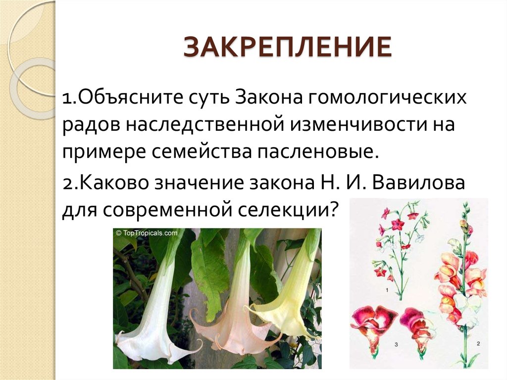 Закон вавилова о гомологических рядах наследственной изменчивости презентация