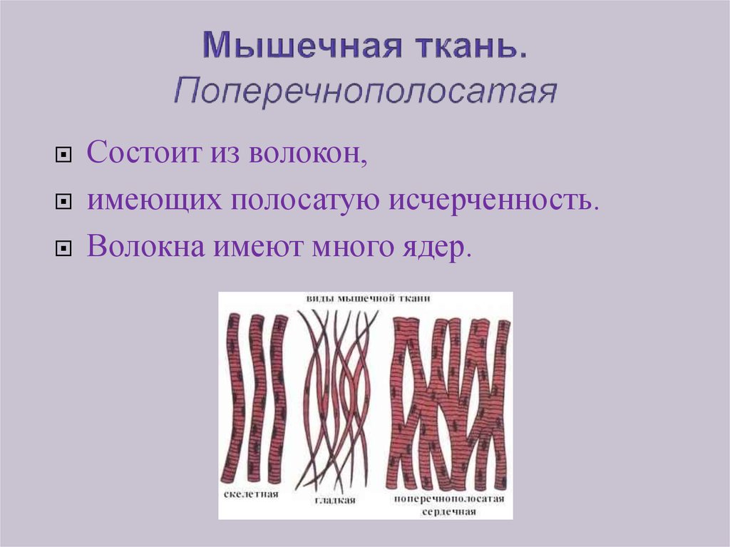 Волокна поперечно полосатой мышечной ткани ядра
