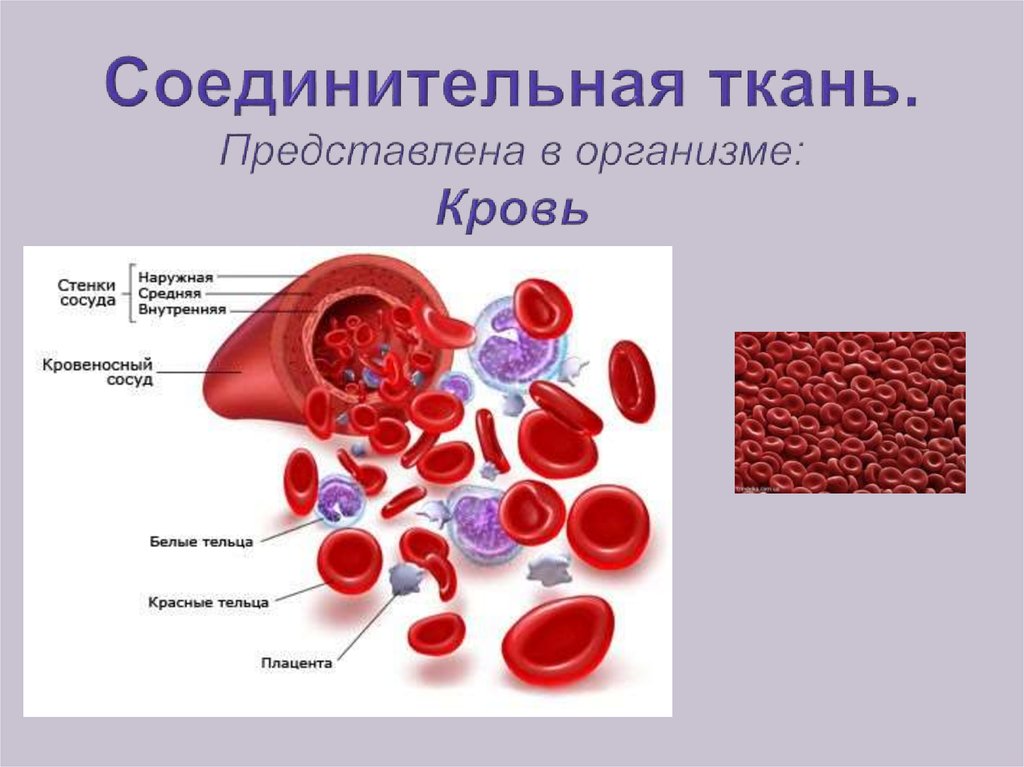 Кровь это жидкая ткань. Кровь строение ткани. Соединительная ткань кровь. Строение соединительной ткани кровь человека. Кровь и лимфа соединительная ткань строение.