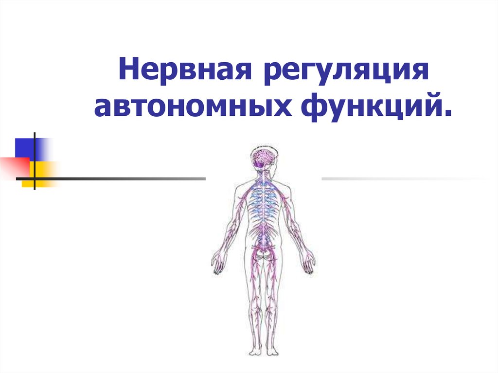 Нервная регуляция. Нервная регуляция презентация. Координация и регуляция картинка человечки.