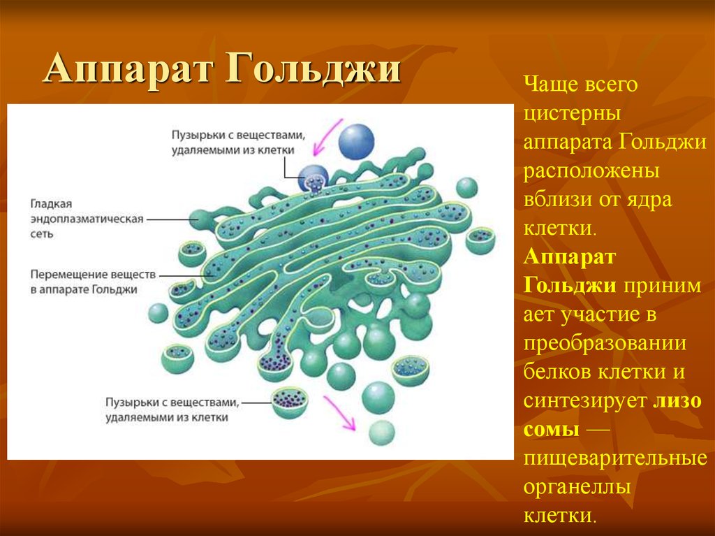 Молекула органического вещества эукариотической клетки