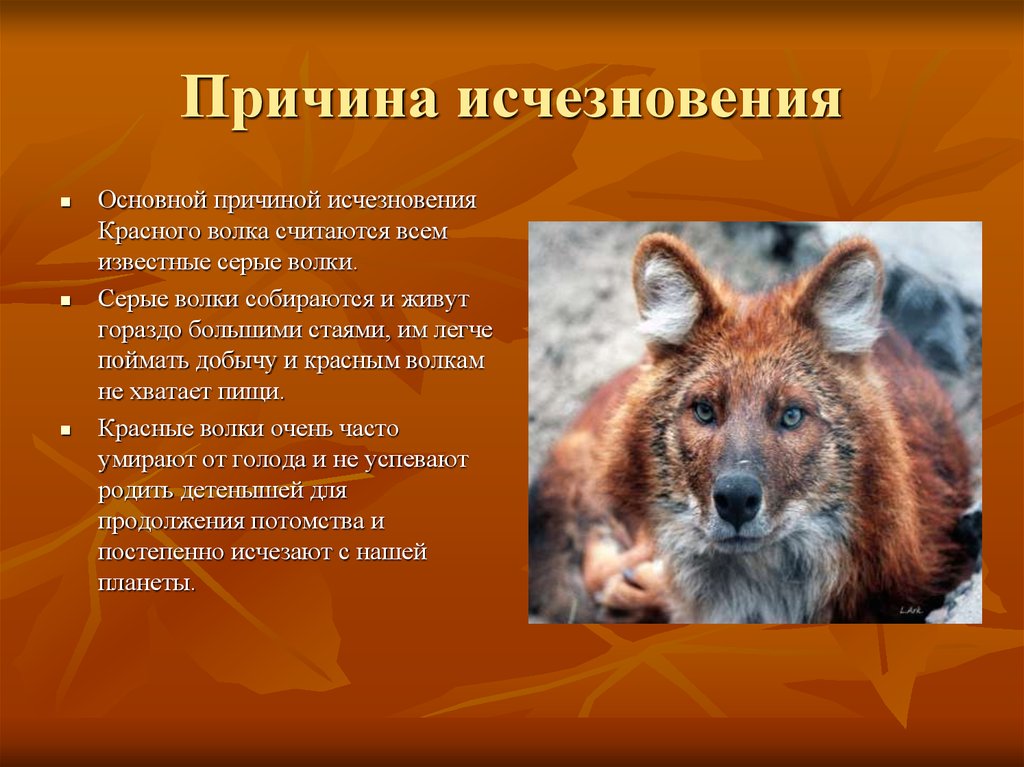 Фото красного волка из красной книги россии фото