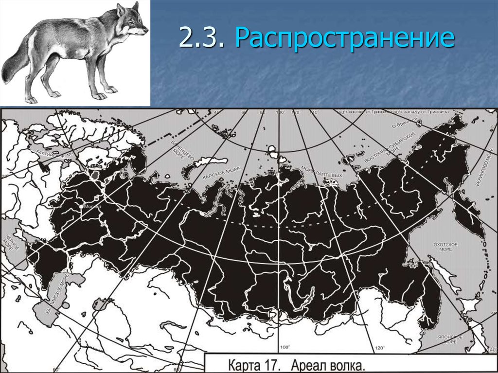 На каком восточном материке обитает серый волк. Ариал обитания Волков в России. Ареал обитания Волков в России на карте. Лисица ареал обитания в России. Ареал распространения волка.