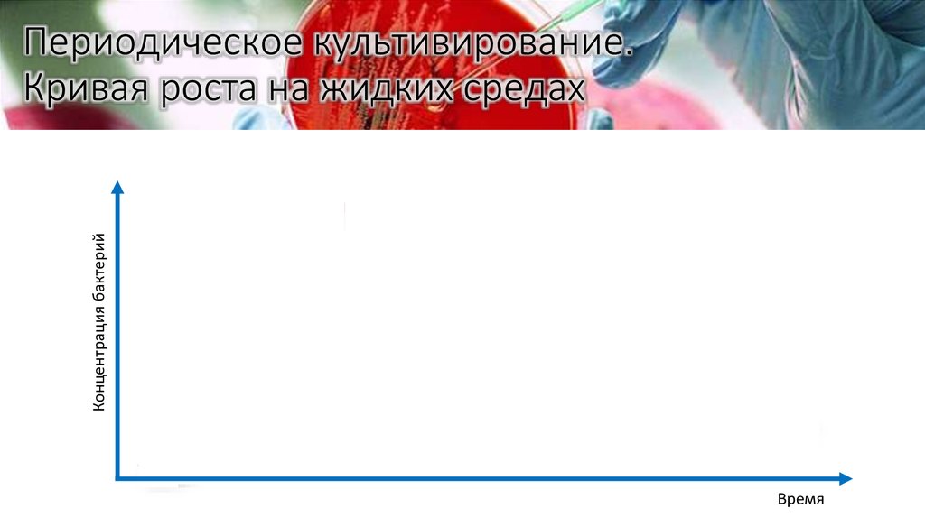 Периодическое культивирование. Кривая роста на жидких средах