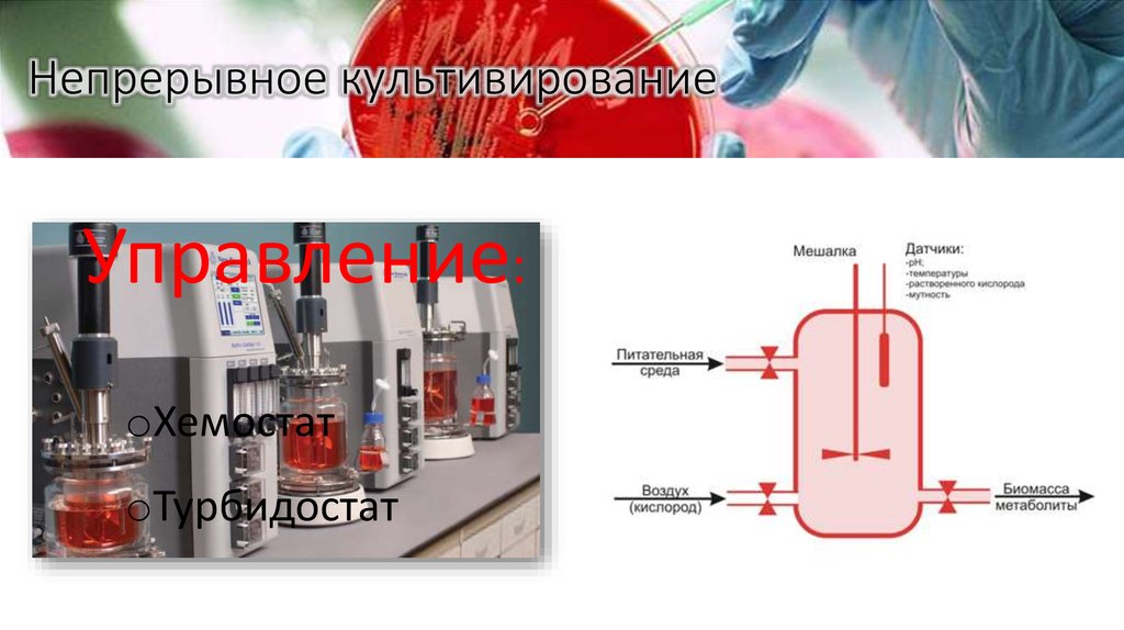Непрерывное культивирование