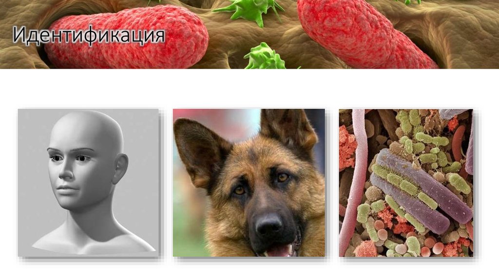 Идентификация