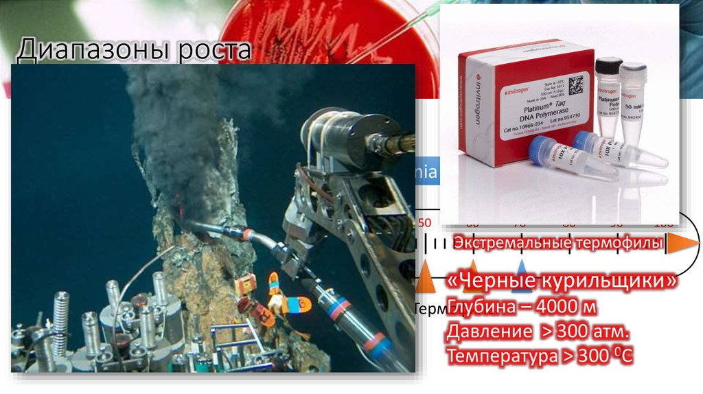 Диапазоны роста