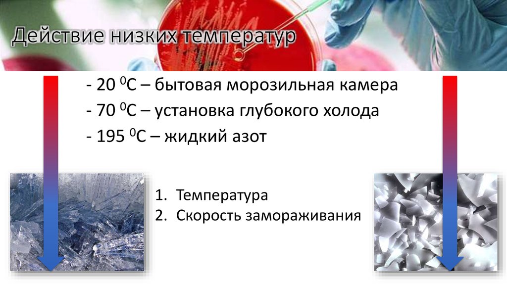 Действие низких температур