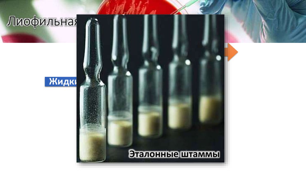 Лиофильная сушка