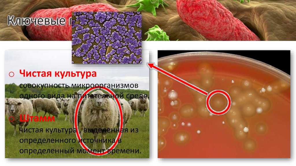 Ключевые понятия.