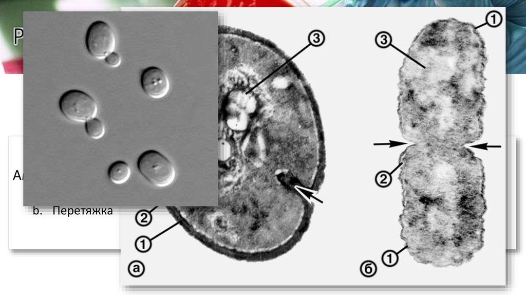 Размножение микроорганизмов