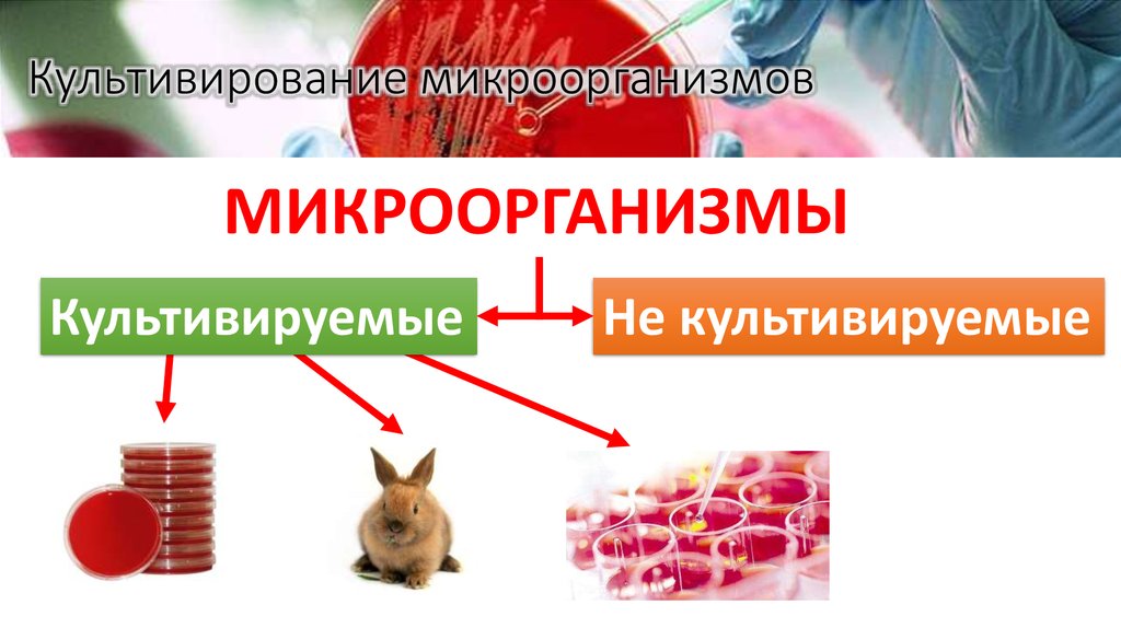 Культивирование микроорганизмов