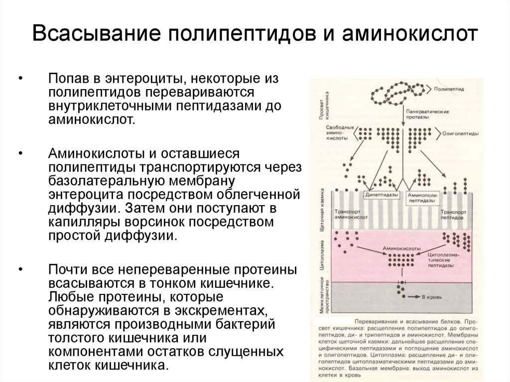 Всасывание аминокислот и простых углеводов. Схема всасывания аминокислот в кишечнике. Механизм всасывания аминокислот. Механизм всасывания аминокислот биохимия. Всасывание аминокислот схема энтероцит.