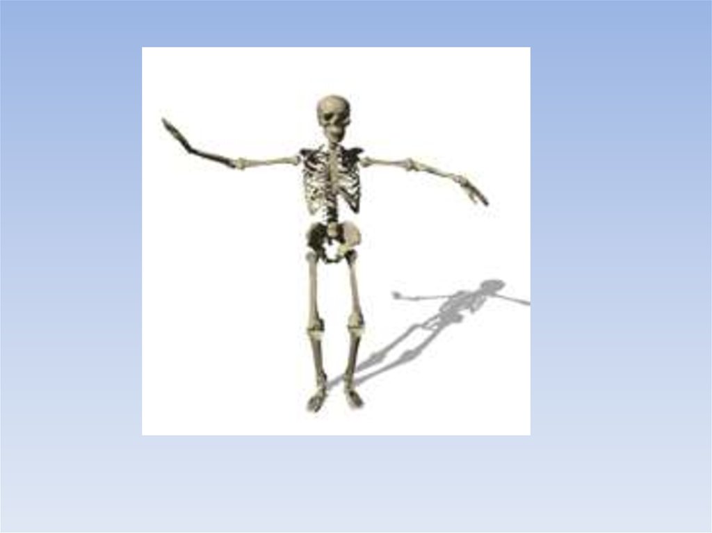 Механической функции скелета человека. Скелет человека опорно двигательная система. Опорно двигательная система скелет 2 класс. Опорно двигательная система 3 класс окружающий мир. Скелет для презентации.