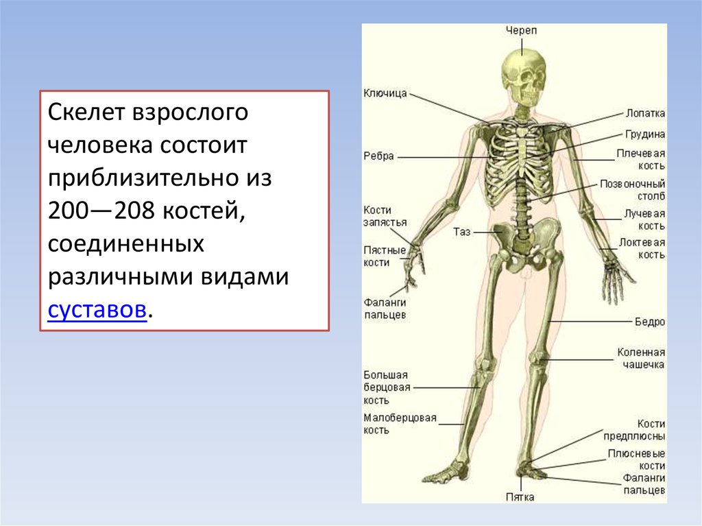 Зачем скелет. Из чего состоит костная система. Скелет человека. Строение скелета человека. Название частей скелета.