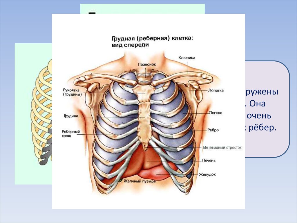 Легкие между ребер. Что болит посередине грудной клетки между ребрами спереди. Между ребрами посередине спереди. Анатомия грудной клетки человека.