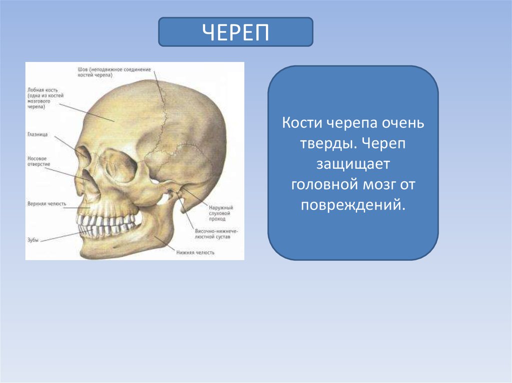 Назови кости черепа. Кости черепа. Скелет головы череп. Кости черепа головы. Название костей черепа.