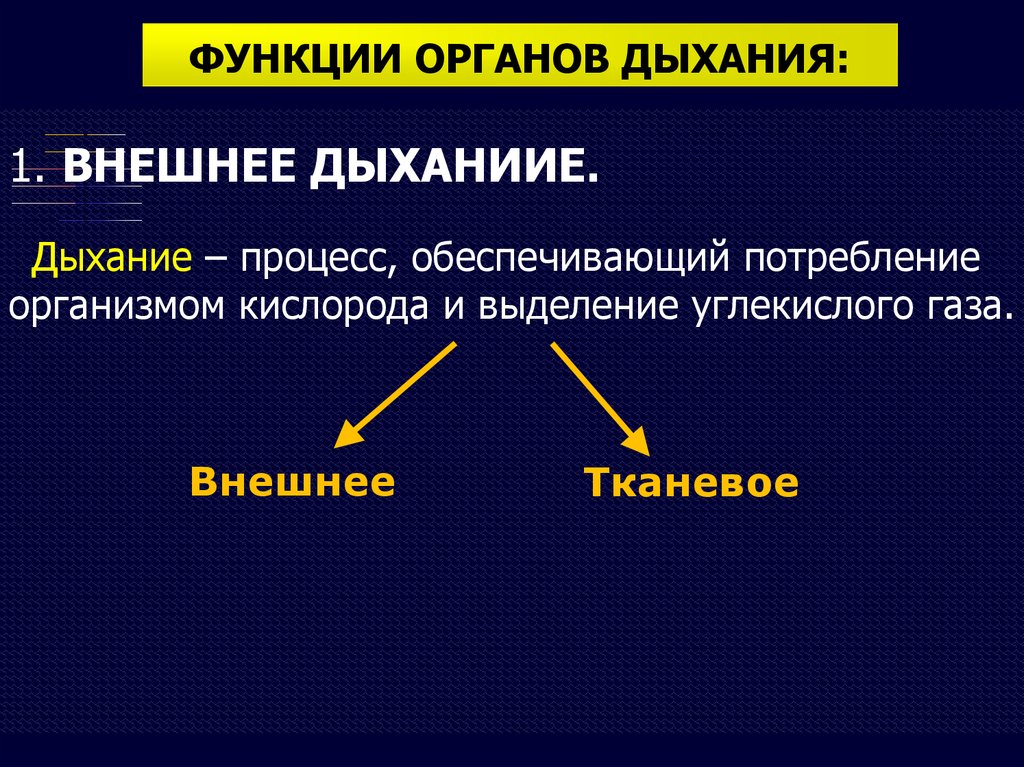 Орган внешнего дыхания. Процесс внешнего дыхания. Дыхательная система гистология. Внешнее и тканевое дыхание. Функция внешнего дыхания.