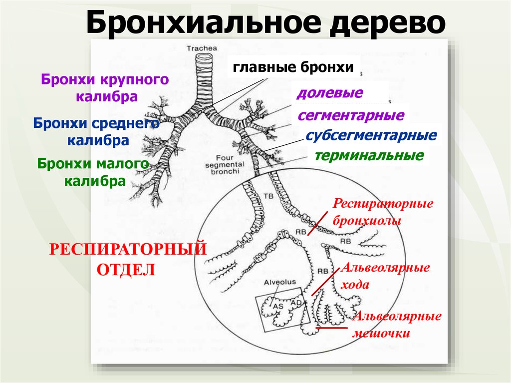 Бронхи легких схема. Бронхи строение бронхиальное дерево. Бронхиальное дерево и ацинус. Бронхиальное и альвеолярное дерево схема. Строение бронхиального дерева с альвеолами.