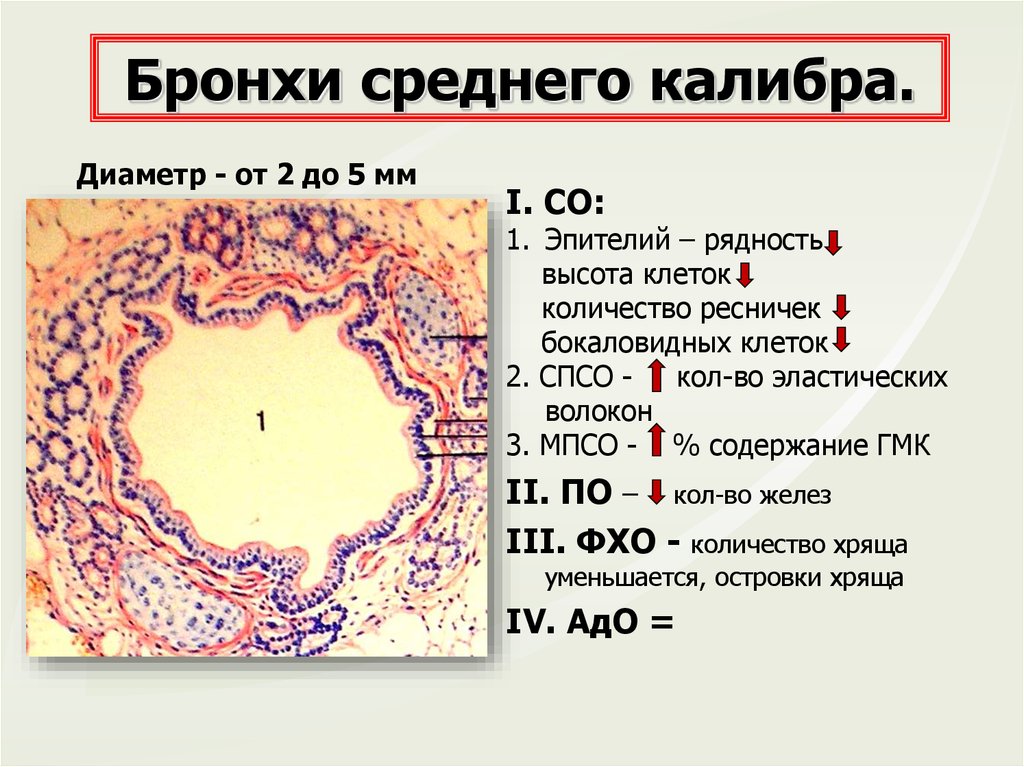 Презентация гистология дыхательной системы