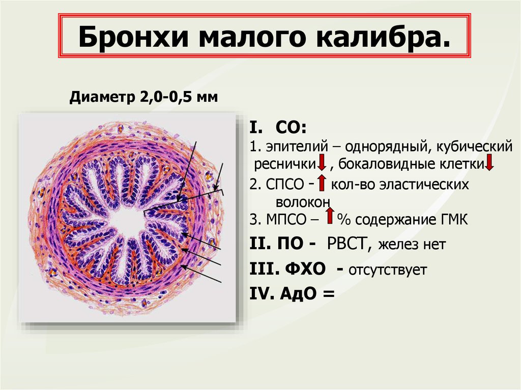 Эпителий крупных и средних бронхов