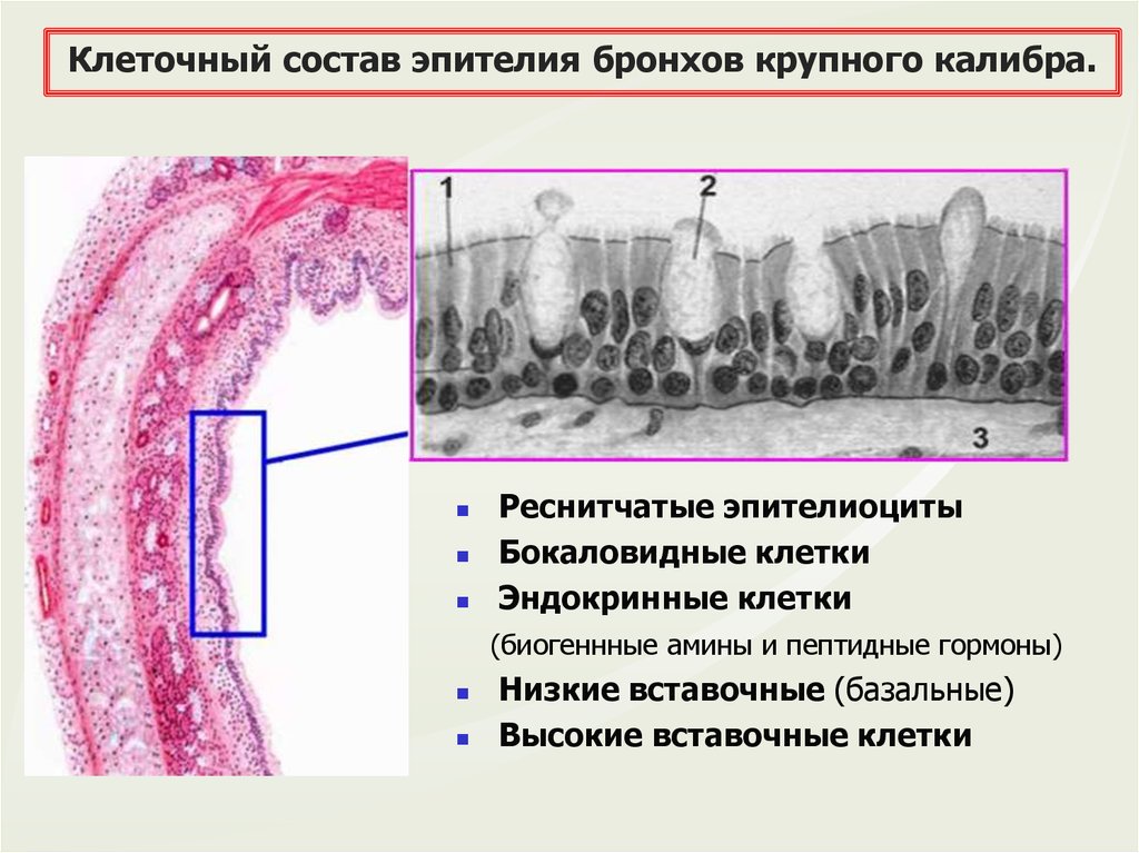 Слизистая трахеи выстлана эпителием. Многорядный мерцательный эпителий бронхов. Мерцательный эпителий бронхов гистология. Однослойный многорядный мерцательный эпителий бронхов. Бокаловидные клетки мерцательного эпителия.