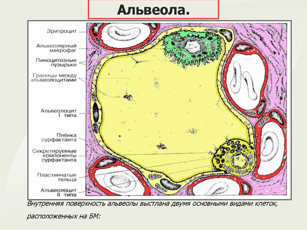 Презентация гистология дыхательной системы