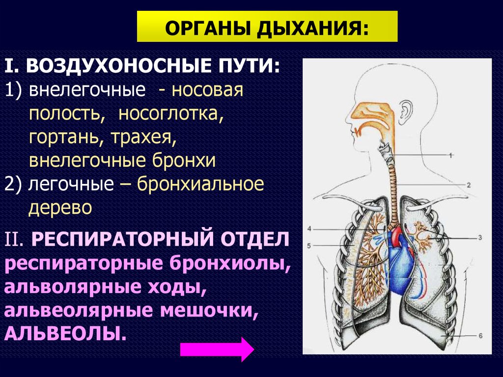 Какую функцию легкие выполняют в организме. Воздухоносные пути дыхательной системы. Дыхательная система воздухоносные и респираторные отделы. Функции респираторного отдела дыхательной системы. Воздухоносные пути строение и функции.