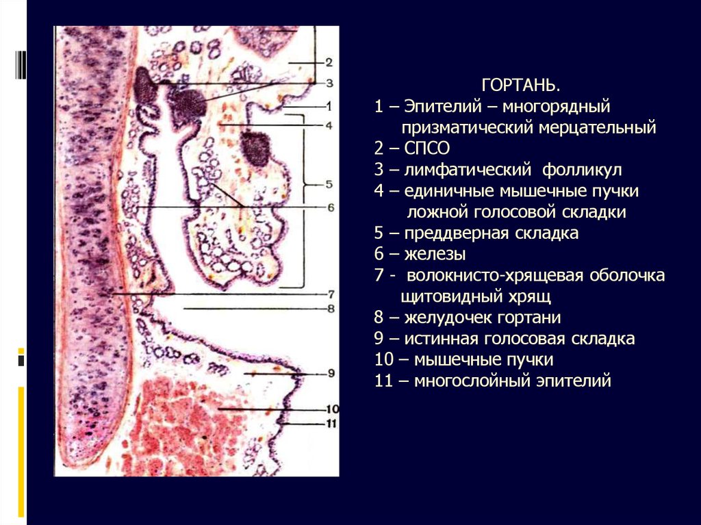 Презентация гистология дыхательной системы