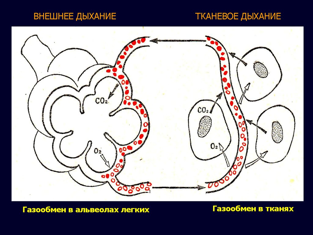 Легкий обмен. Лёгочное дыхание (газообмен в лёгких). Процесс газообмена в легких и тканях схема. Схема процесса газообмена. Легочный газообмен схема.