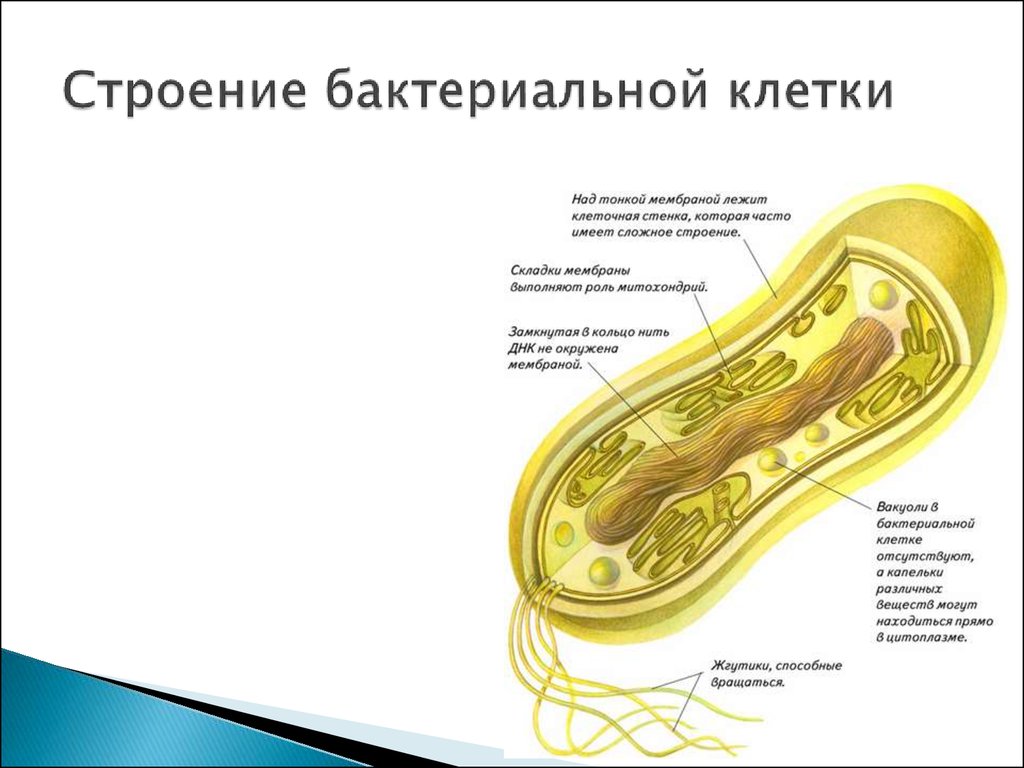 Жизнедеятельность клеток бактерий