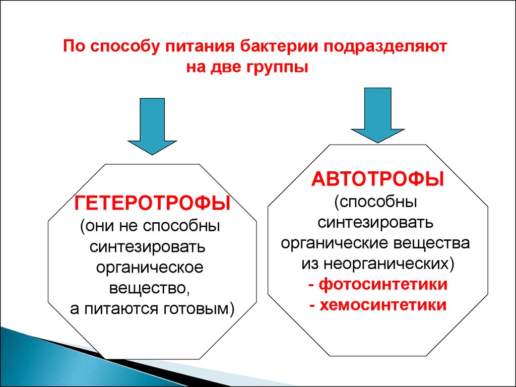 Строение и жизнедеятельность бактерий - презентация онлайн