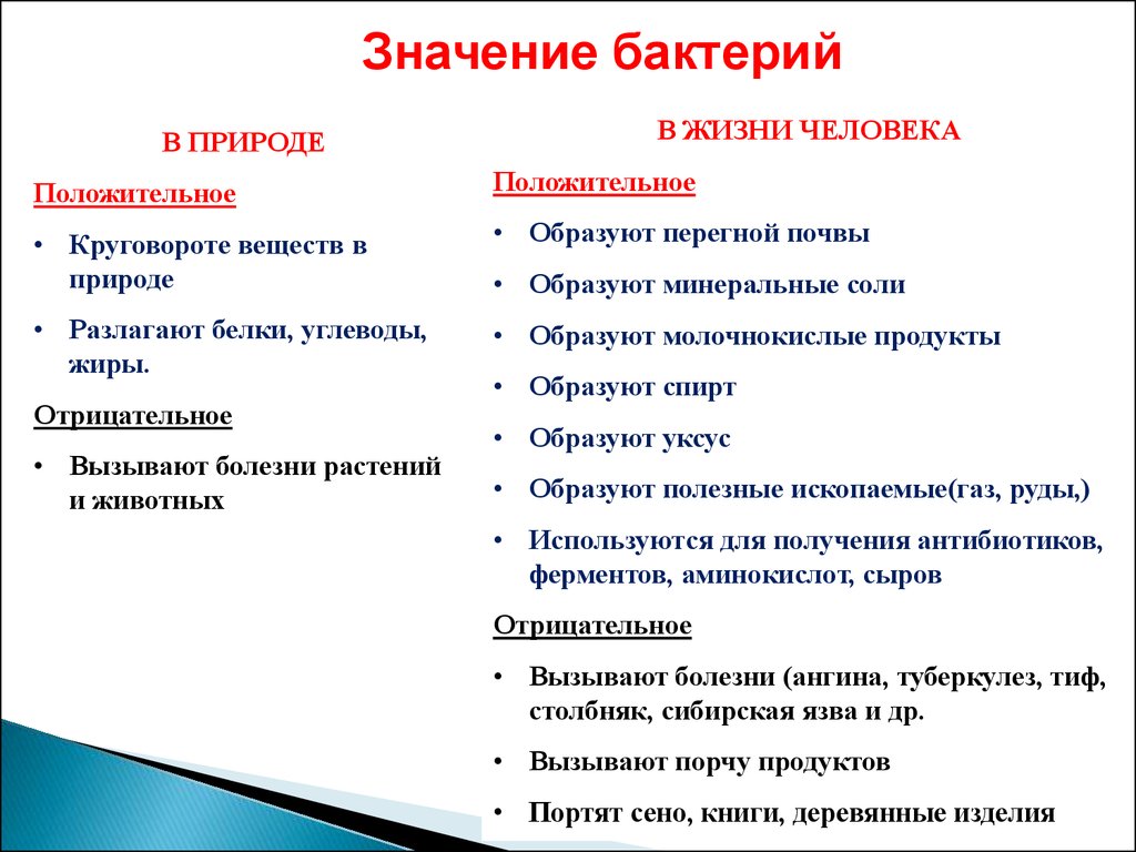 Презентация строение и жизнедеятельность бактерий 7 класс