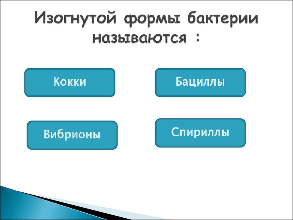 Презентация строение и жизнедеятельность бактерий 7 класс