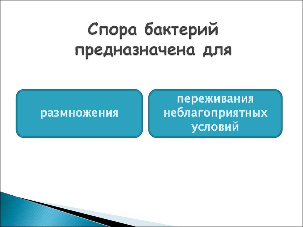 Споры бактерий. Спора бактерии. Функции спор у бактерий. Переживание неблагоприятных условий бактерий.