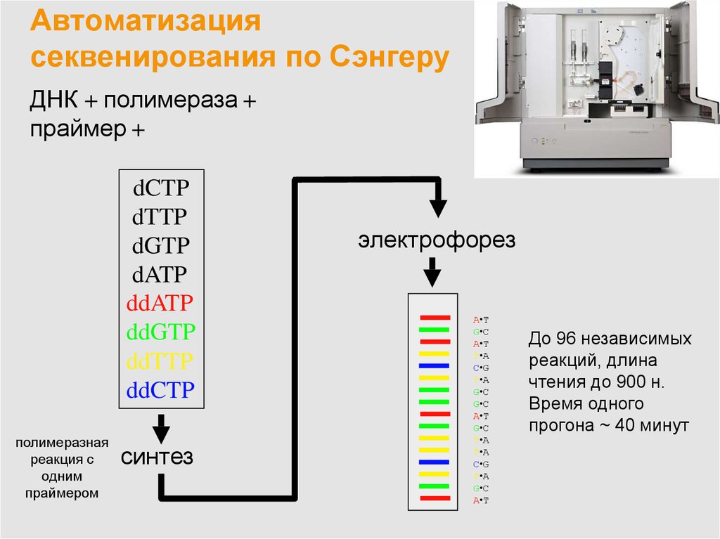 Секвенирование по сэнгеру схема