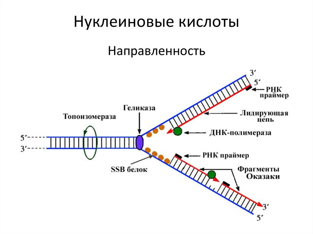 Нуклеиновые кислоты