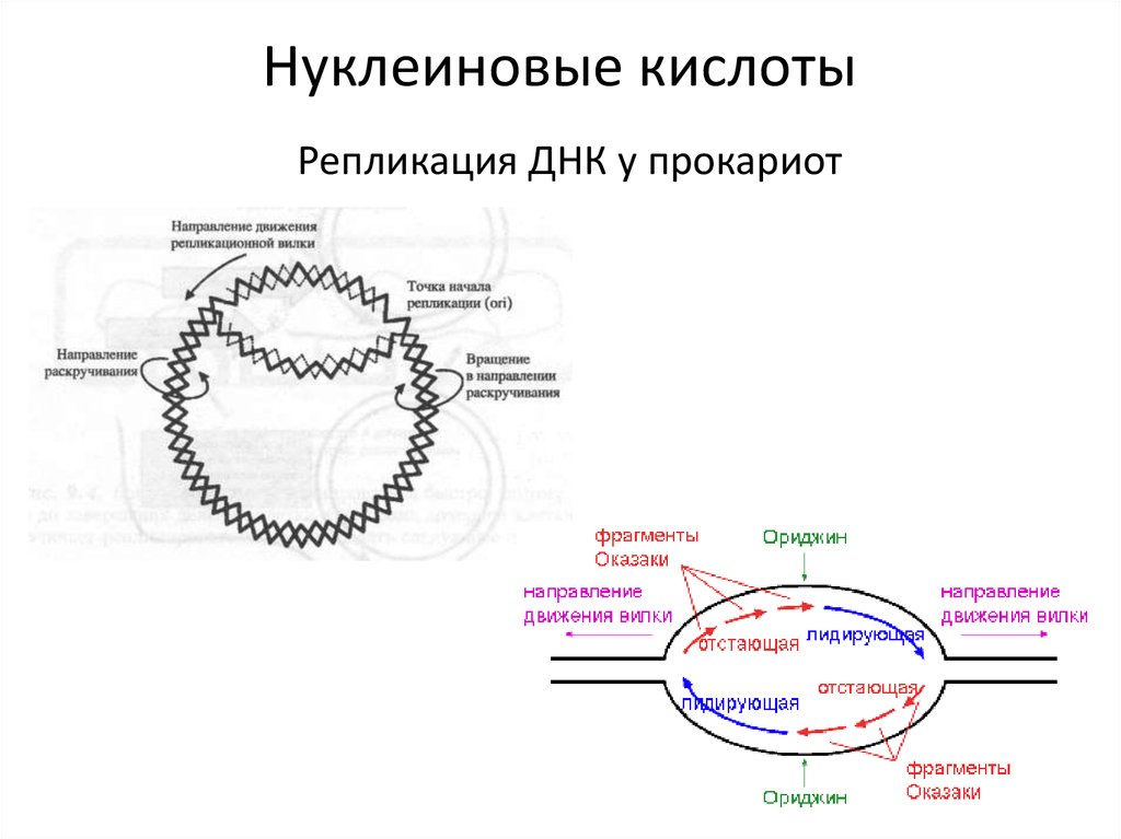 Нуклеиновые кислоты биосинтез белка. Репликация ДНК У прокариот схема. Репликация ДНК У прокариот кратко. Схема репликации ДНК эукариот. Механизм репликации ДНК У прокариот.
