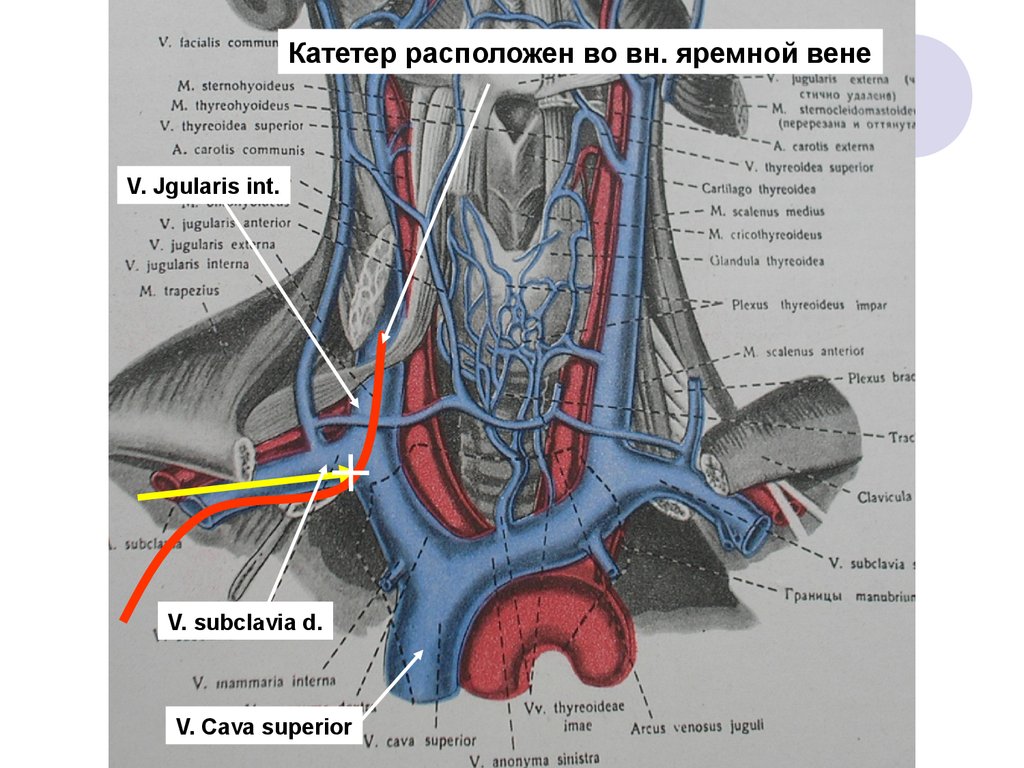 Яремная подключичная вены. Наружная яремная Вена анатомия. Внутренняя и наружная яремные вены.