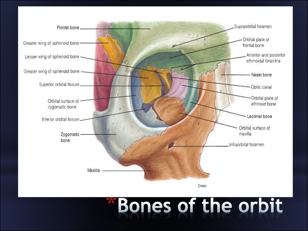 The bones form. Orbit Bones. Орбита in Anatomy. Orbital Bone Anatomy.