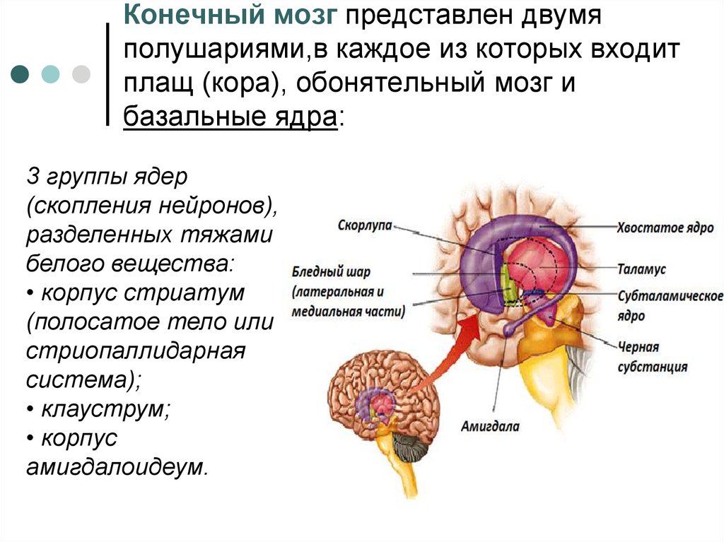 Конечный мозг представлен двумя полушариями,в каждое из которых входит плащ (кора), обонятельный мозг и базальные ядра: