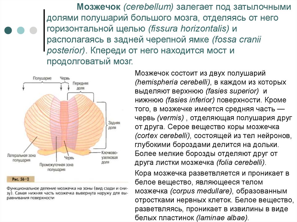 Мозжечок строение. Строение мозжечка анатомия. Строение мозжечка анатомия кратко. Мозжечок функции кратко таблица. Мозжечок строение и функции кратко таблица.