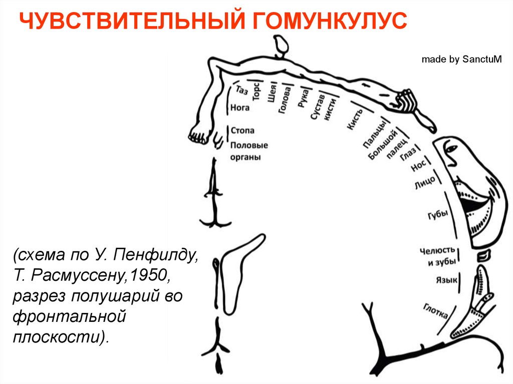 Чувствительный. Моторный гомункулус Пенфилда. Чувствительный человечек Пенфилда. Гомункулус Пенфилда моторный и сенсорный. Уайлдер Пенфилд гомункулус.